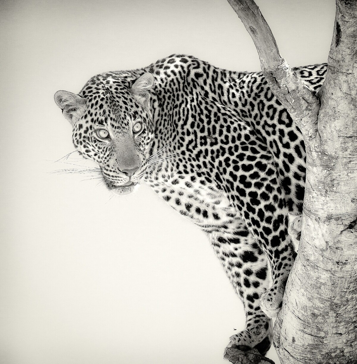 Kenya Highlights Safari